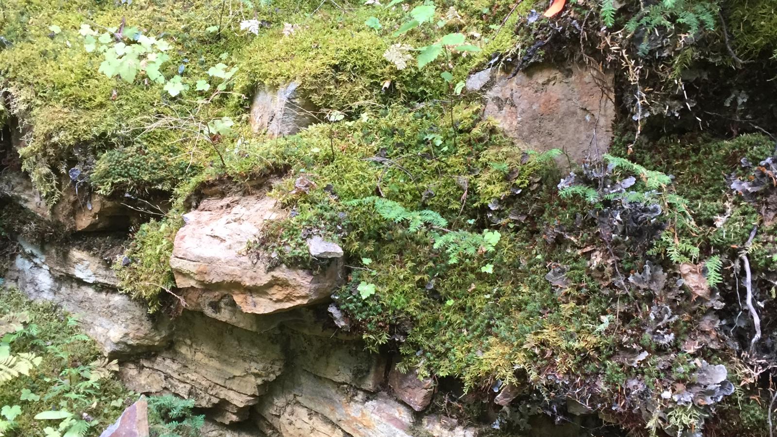 Mineralized Outcrop ot the Slocan Large-Flake Graphite Project