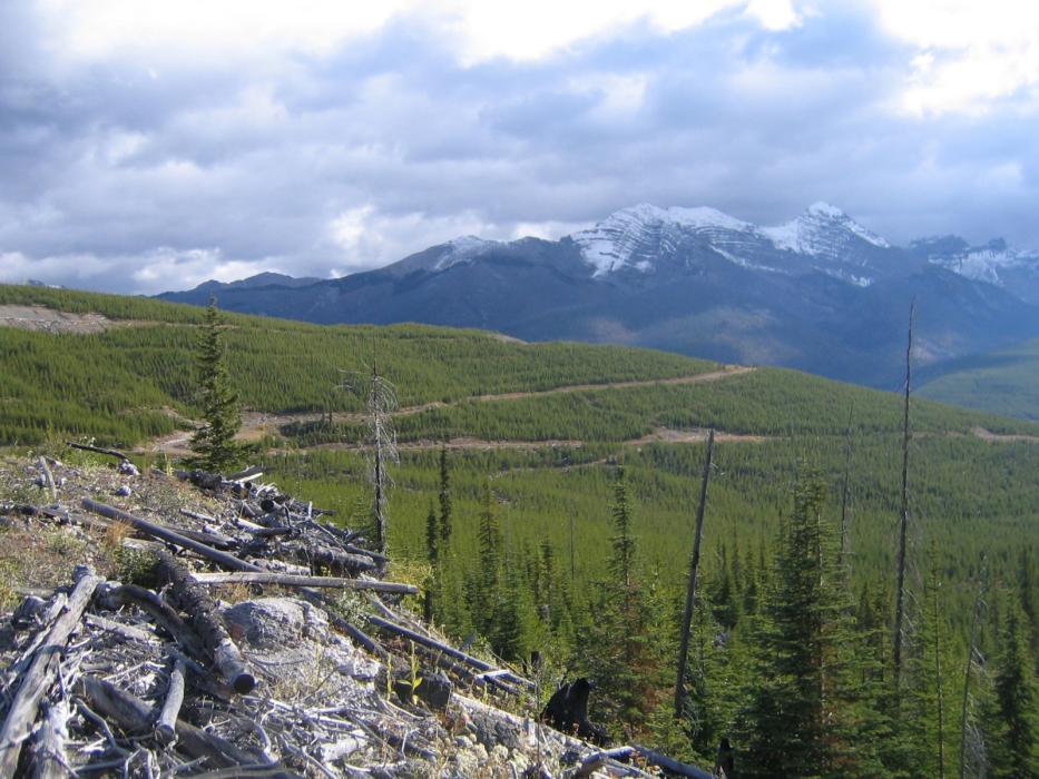 Access Road to the Coyote Creek Gypsum Project in Soputheastern British Columbia