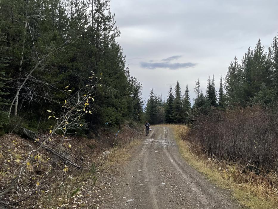 Lay of the land from the Road Zone at the Lost Horse Project located in central British Columbia