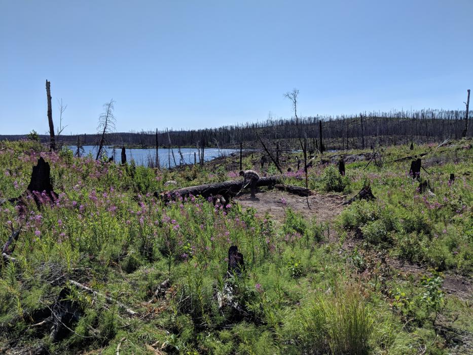 Site of reclaimed 2018 Exploration Camp at the Olson Gold Project in Northern Saskatchewan