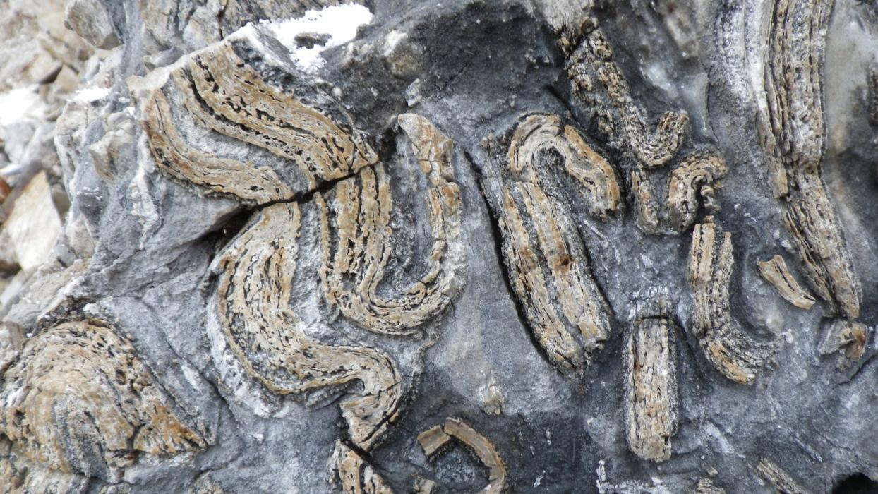 Severely folded rocks